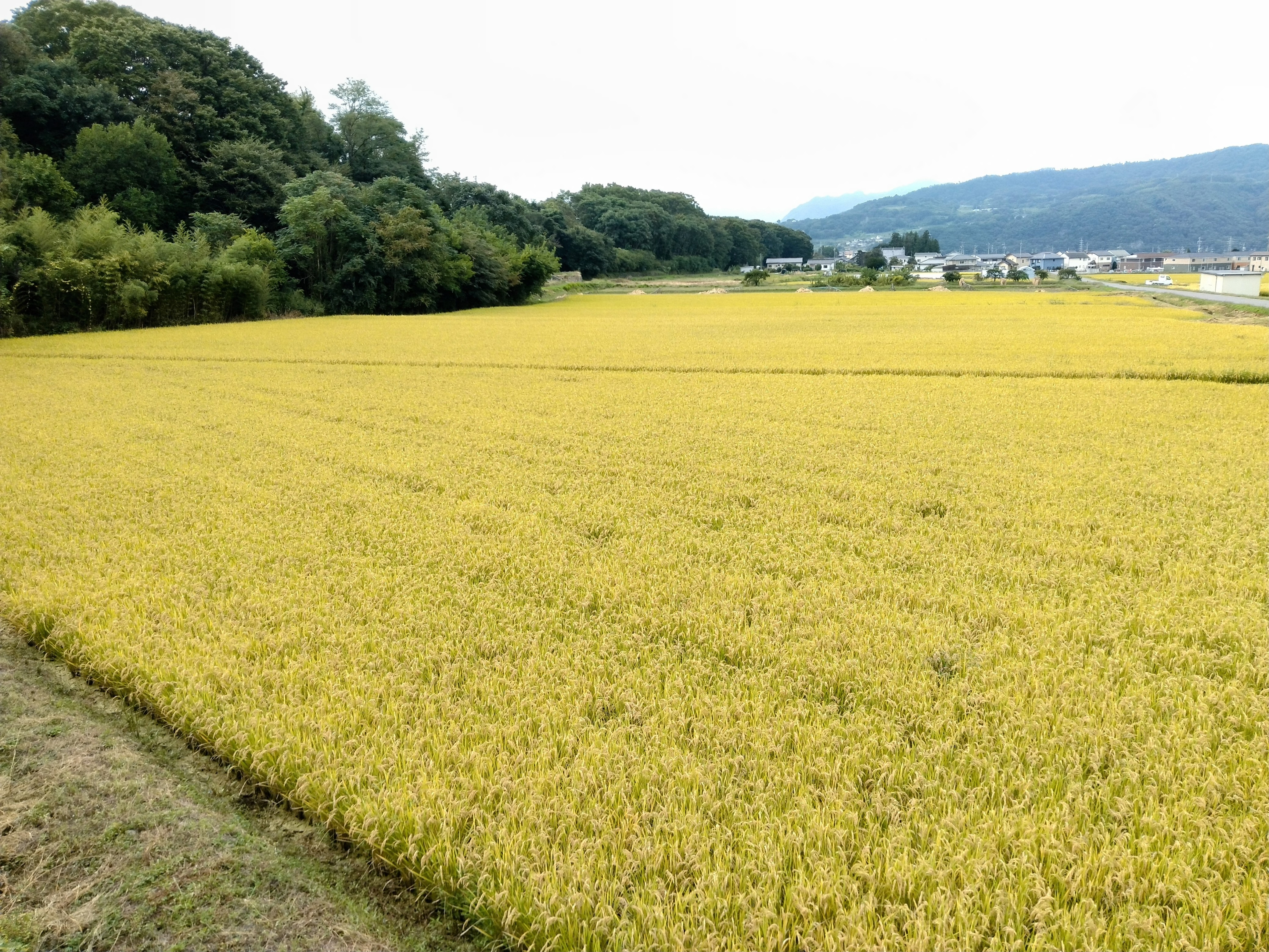 薬剤師と気軽に質問会